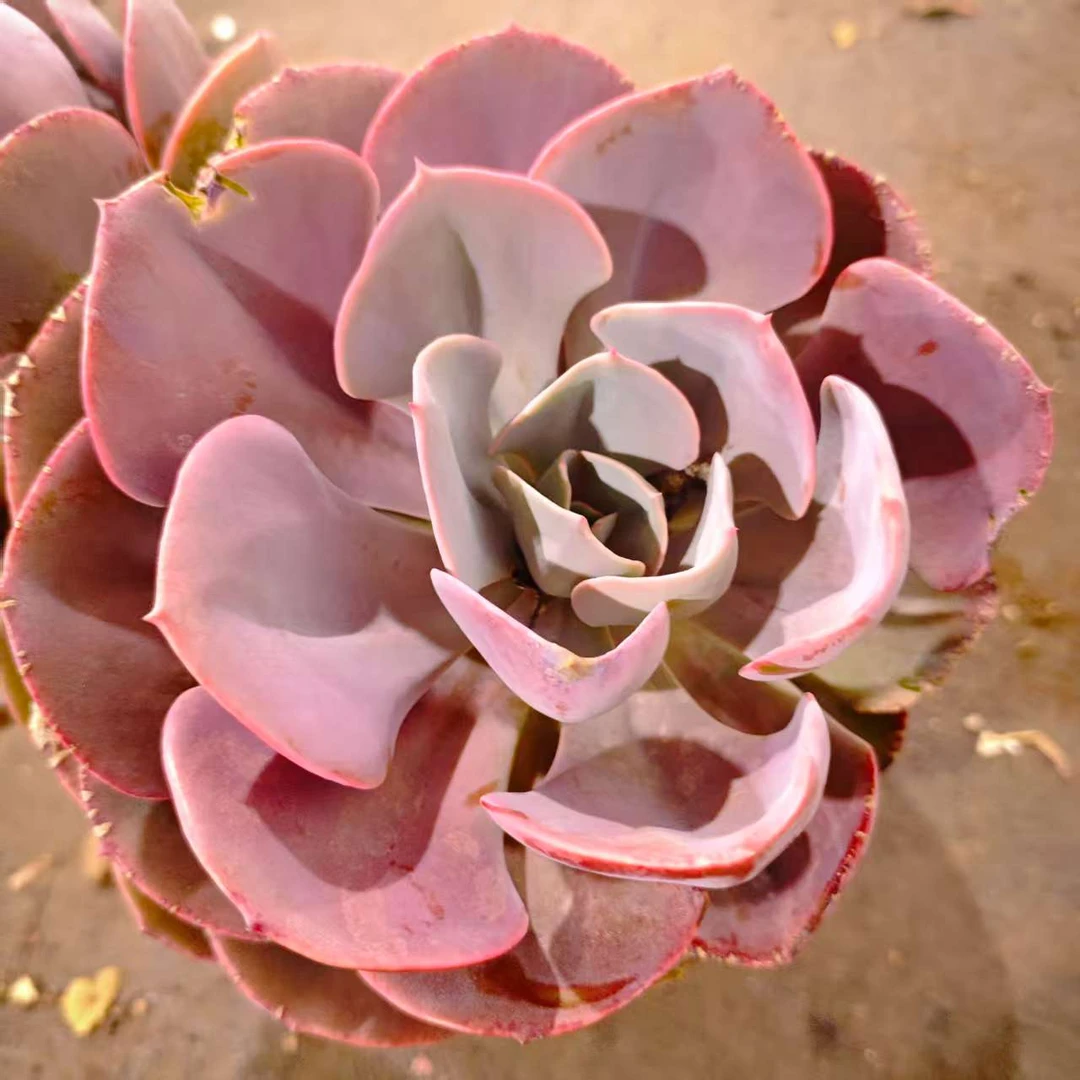 单头尘埃玫瑰230#WQ 川哥多肉植物新手闭眼入阳台庭院一单