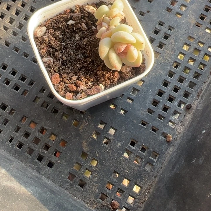 岁月一物一拍专拍