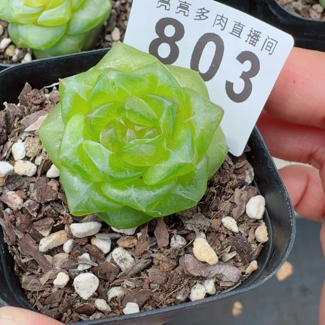 宝***女珍妮透体            精美多肉植物