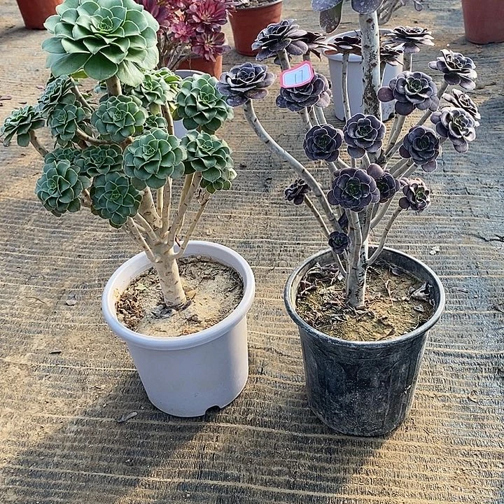 17，2颗多肉法师drfs多肉