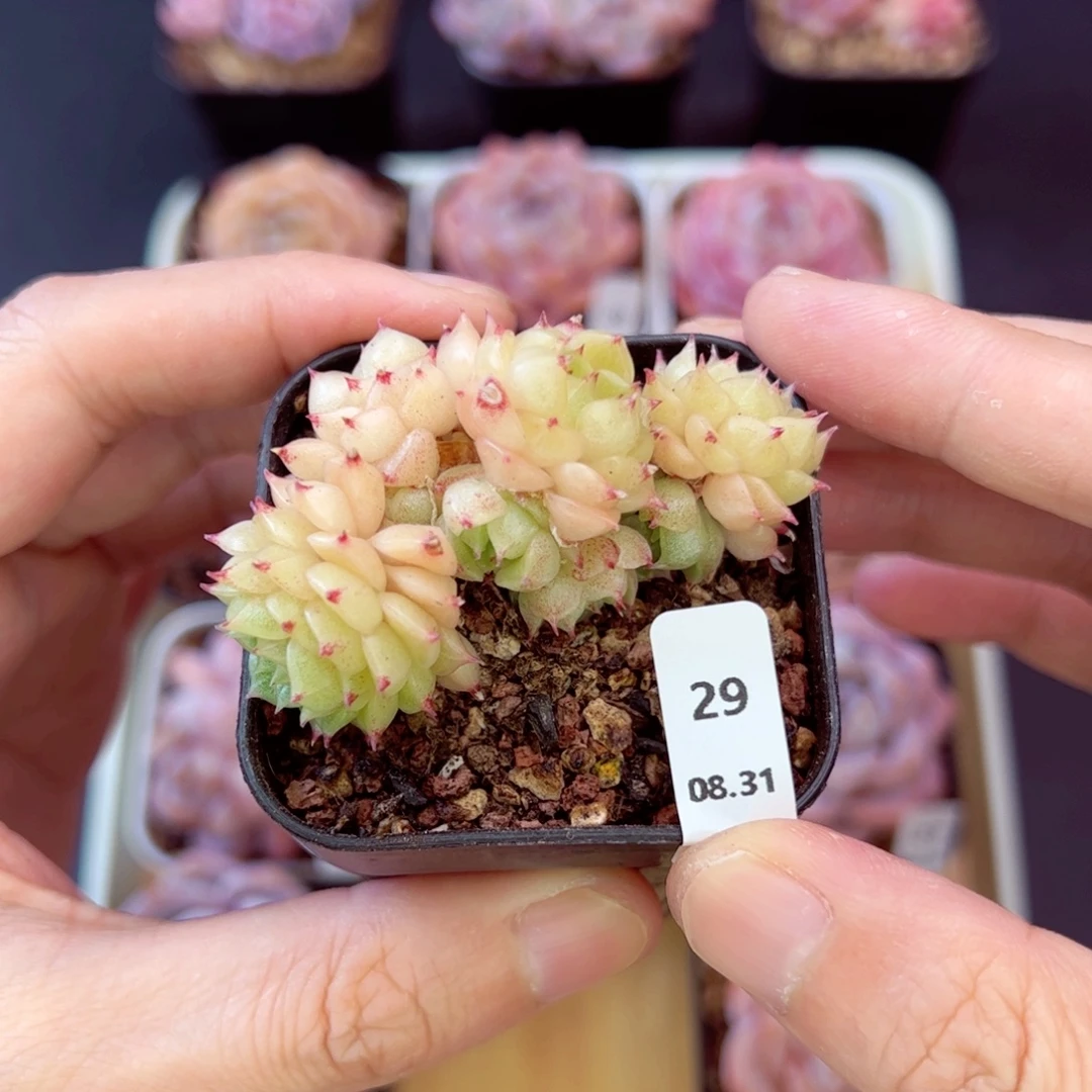 宝拉29、哈哈哈哈哈