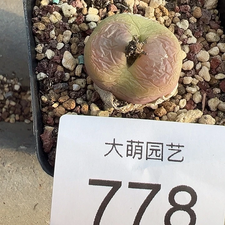 一物一拍母本翠光脱土发778