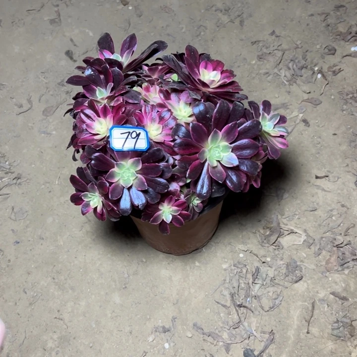 多肉植物断枝不包79