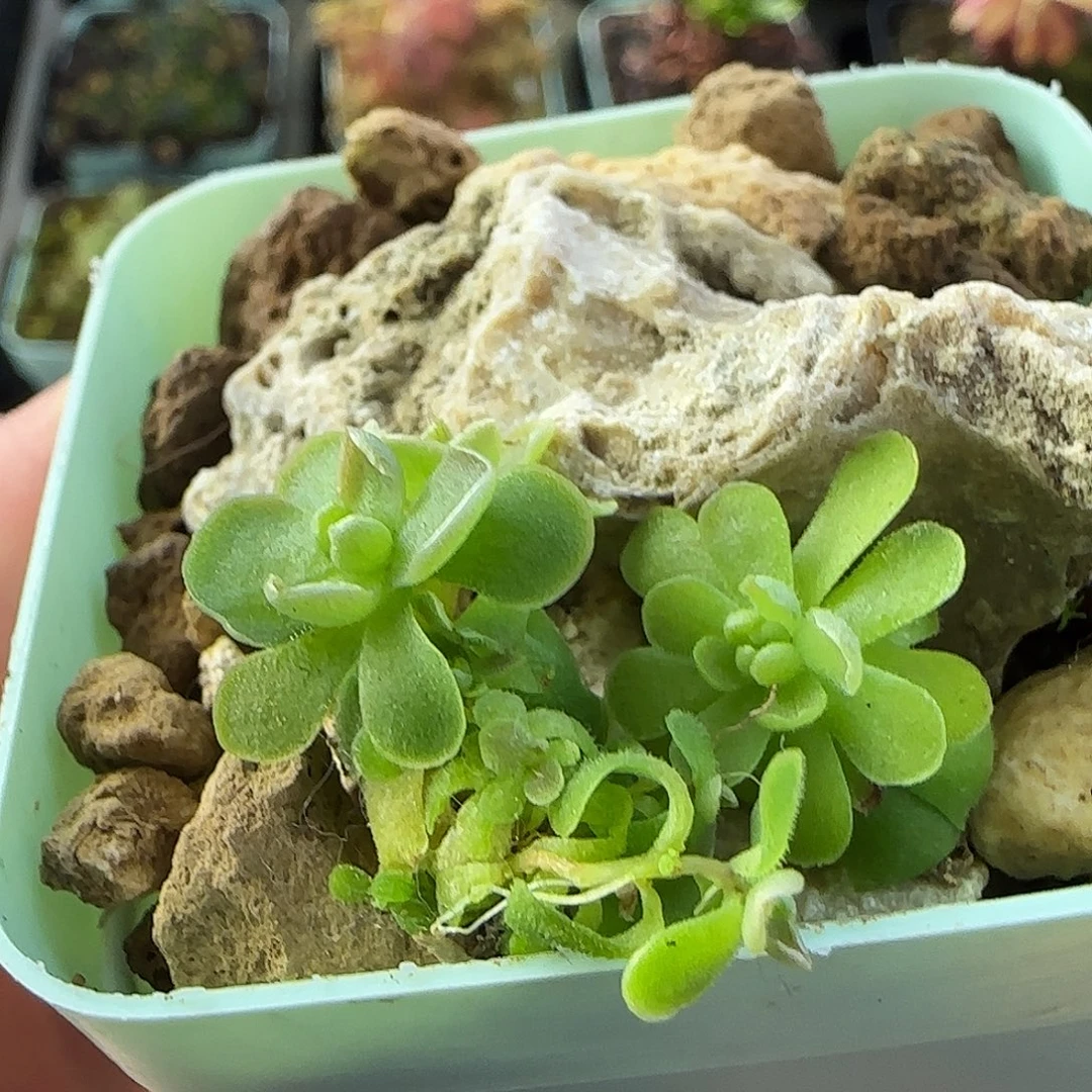 无花朵金色岁月如虫堇