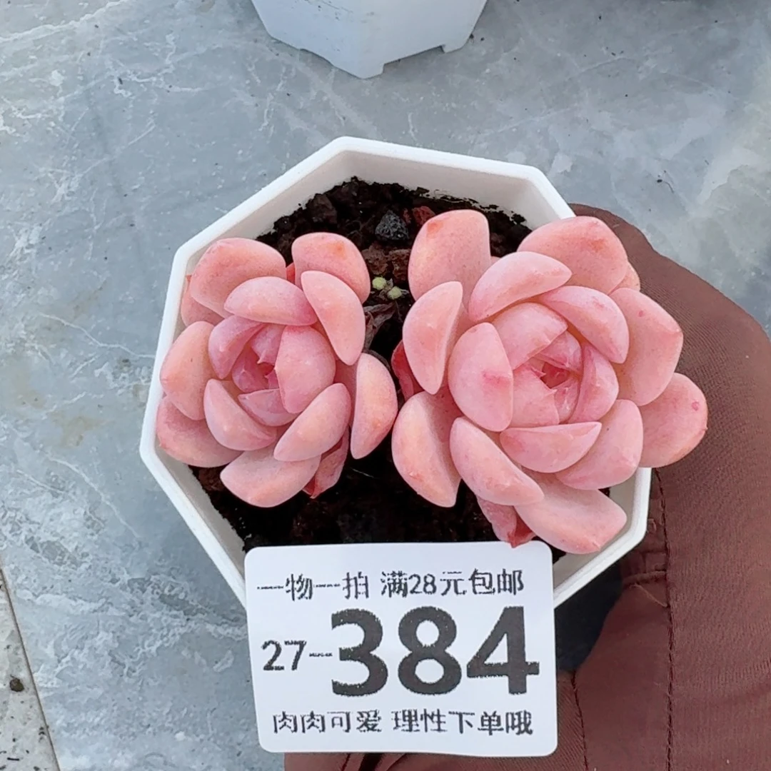 草莓果酱无盆土发货无盆