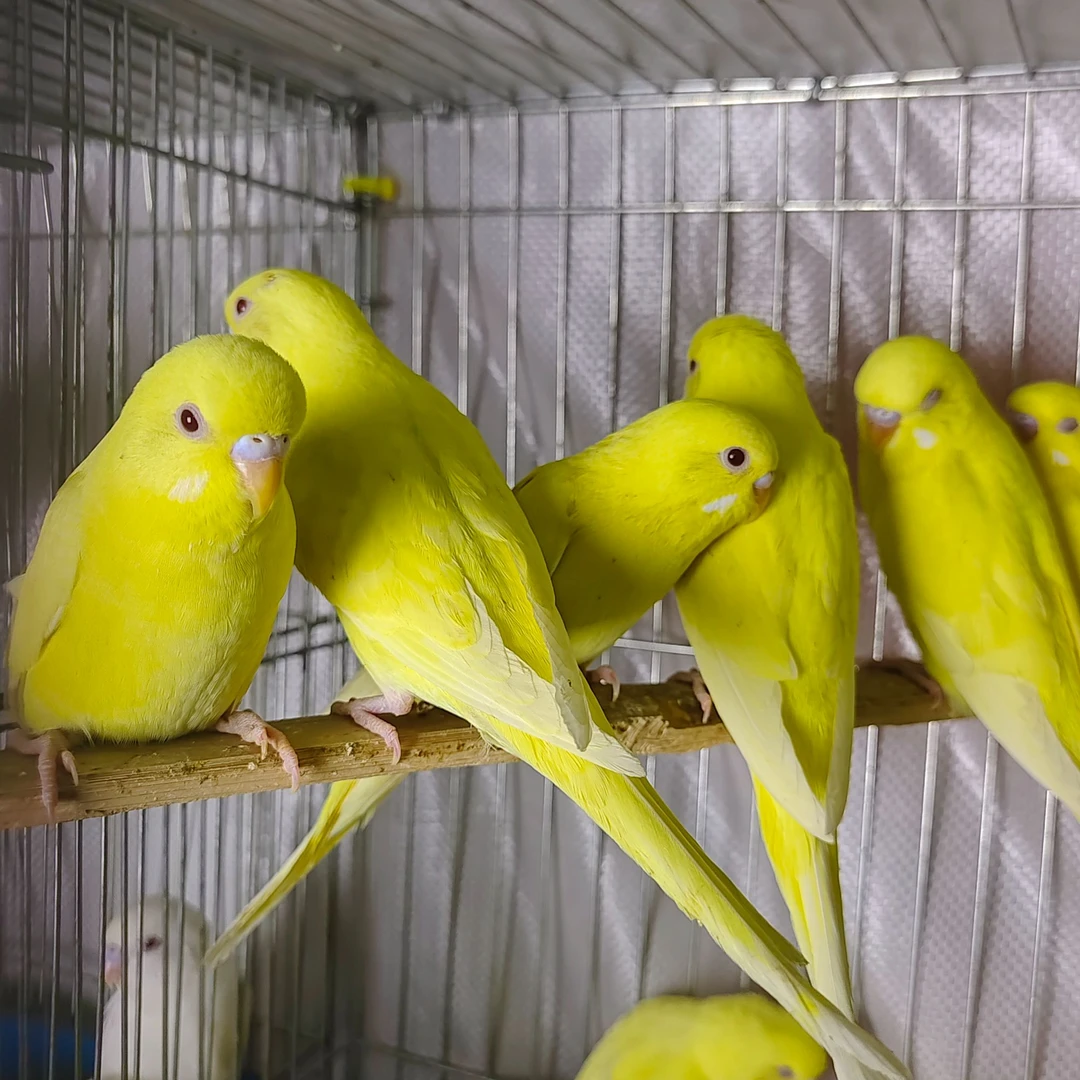 红眼虎皮黄花红眼白化红眼变异品种虎皮鹦鹉白化+黄化红眼1对