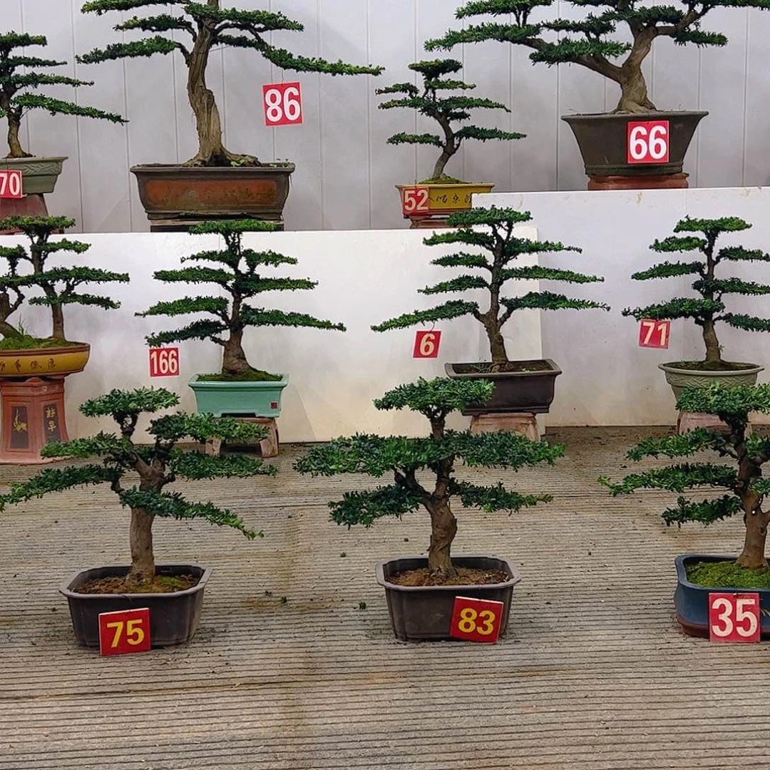 无花朵罗汉松盆景艺术