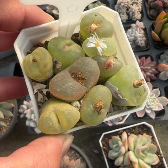 140毛汗尼多肉植物多