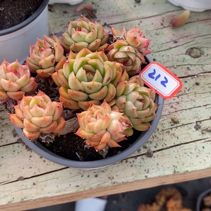 李**r一物一拍冰河世纪多肉212