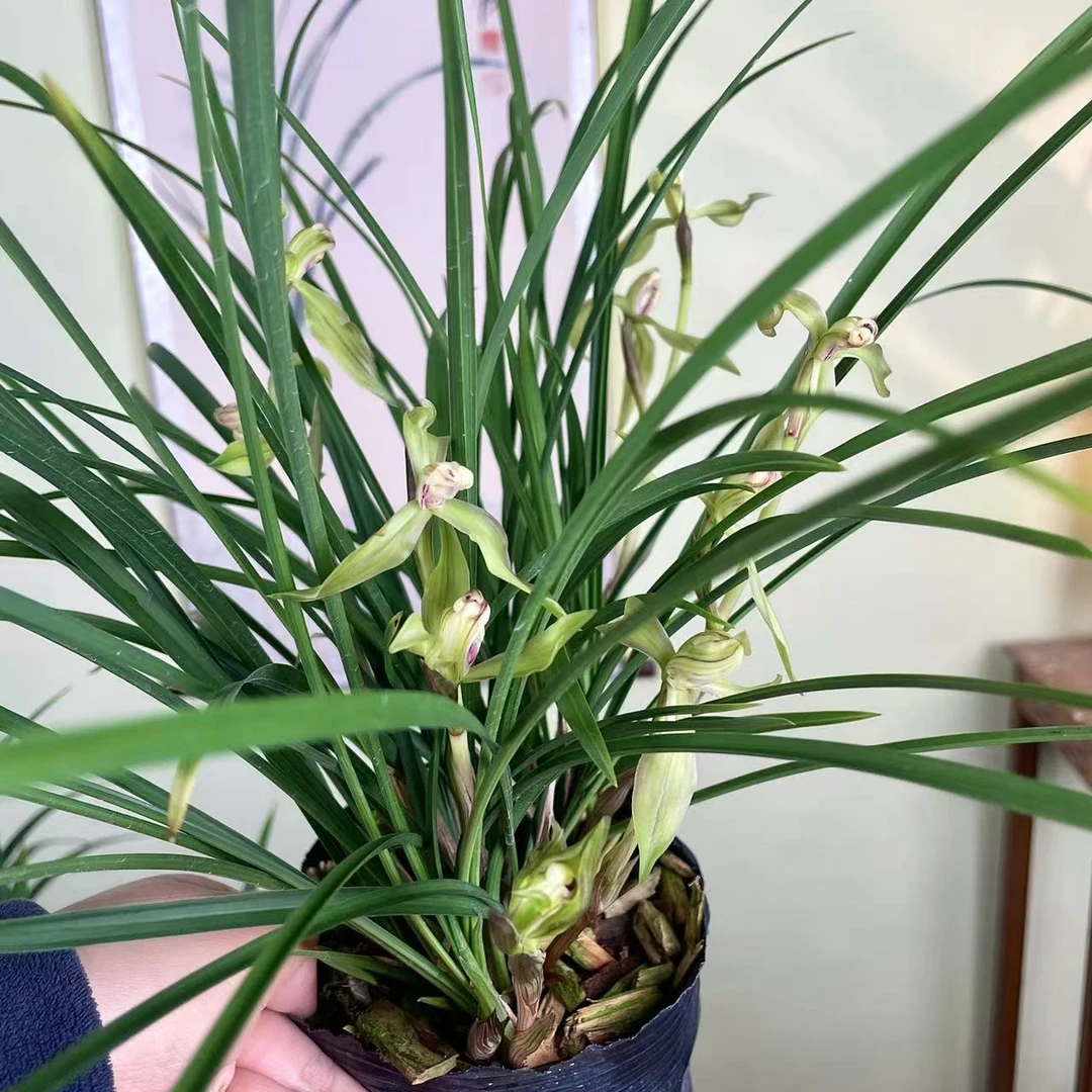 春兰-凤舞 兰花 国兰 细叶老种兰草