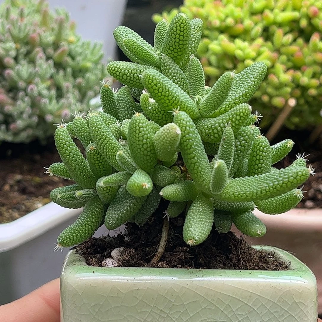 16实生玉米带盆优选