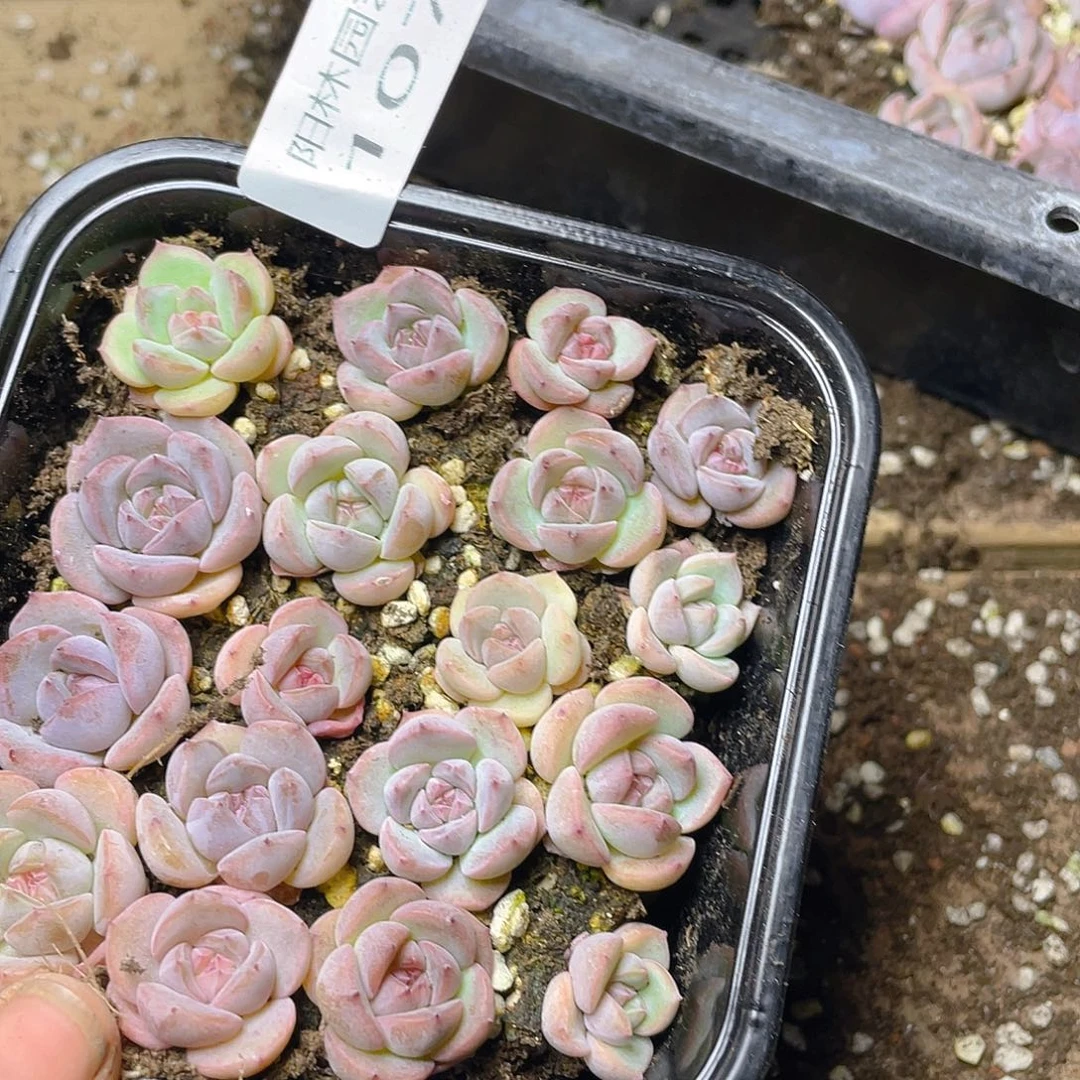 多肉植物多肉植物107