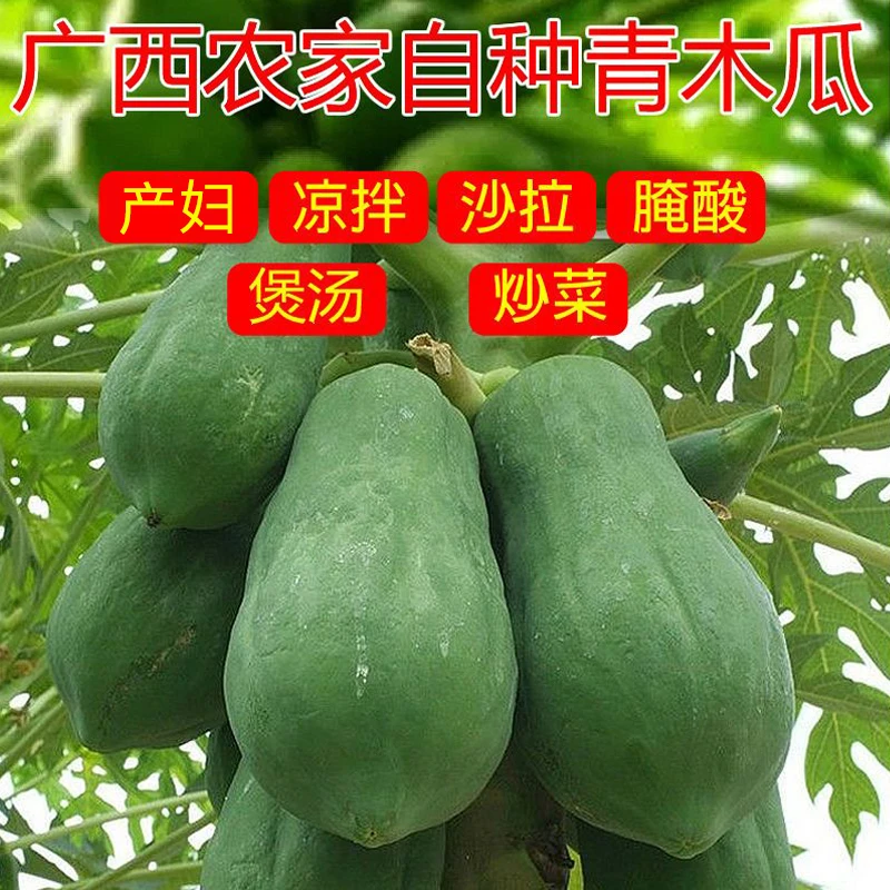 广西青木瓜新鲜蔬菜生木瓜3/5斤现摘青皮生木瓜酸嘢产妇煲汤坏赔