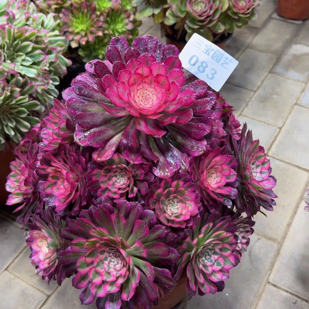 单**爸多肉植物083红铜白