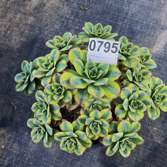 甜*星爆0795福利