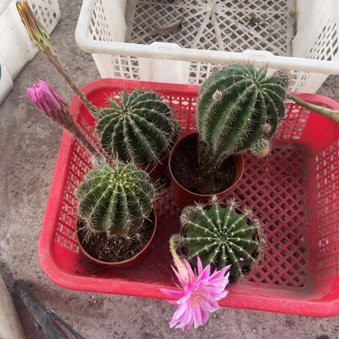 遗***人无花朵彩草哈哈哈哈哈
