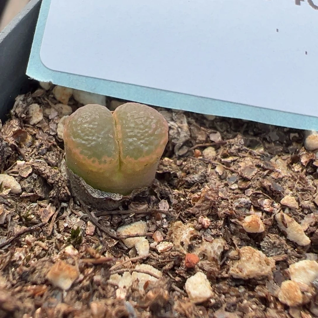 26-40肉锥多肉植物，