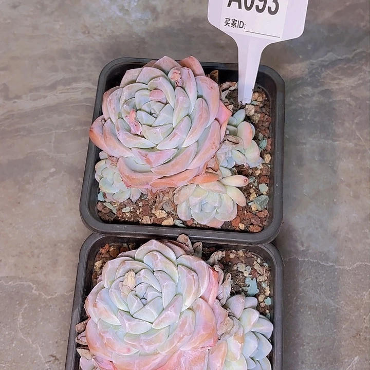 沁*冰玉两颗一物一拍A093