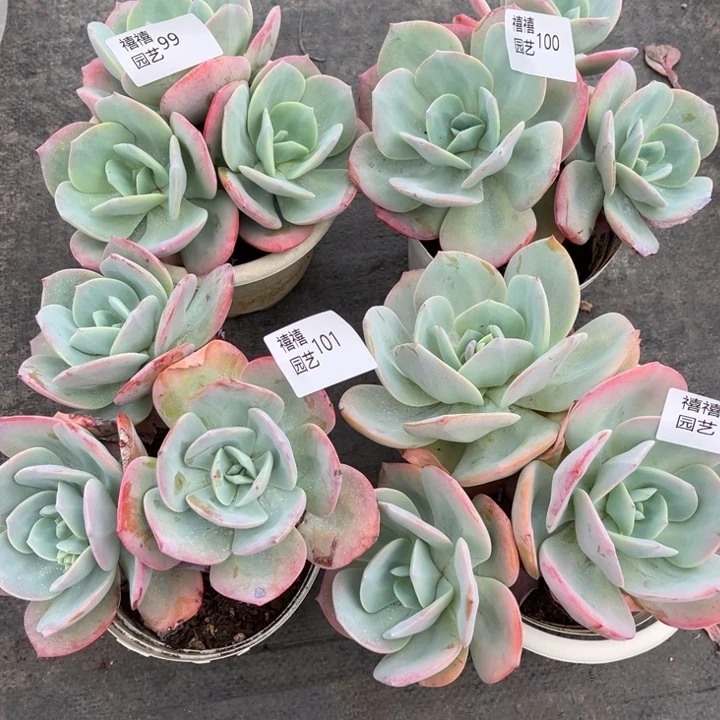 大*合计如图4颗99-100-101-102血凤多肉植物