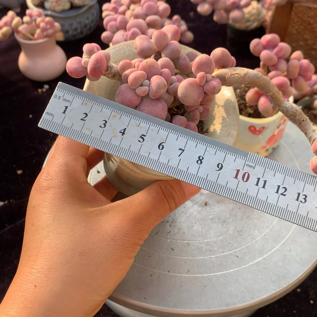 18号不带盆偏远的bu bao wo d