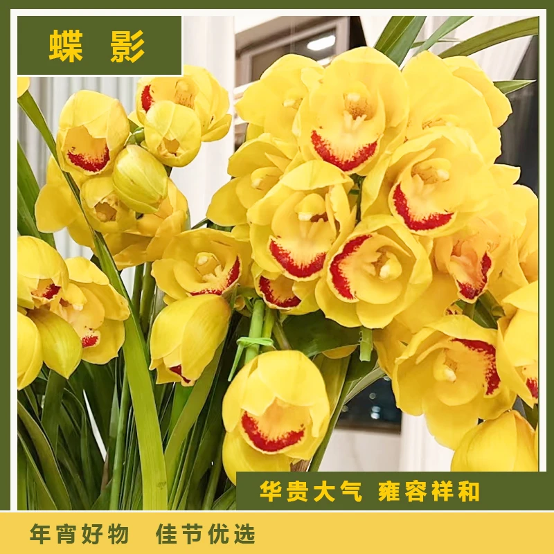 【蝶影】桌面款黄色大花蕙兰室内绿植好养带花苞发年宵花 5花剑起发