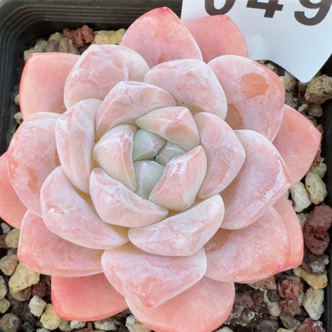 秒         精品多肉