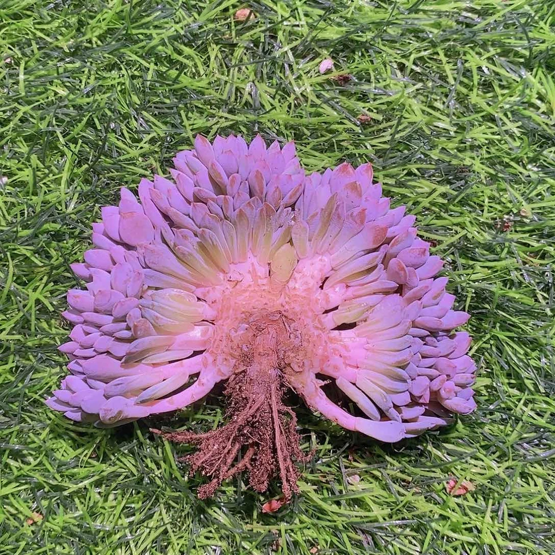 星星橙           小树