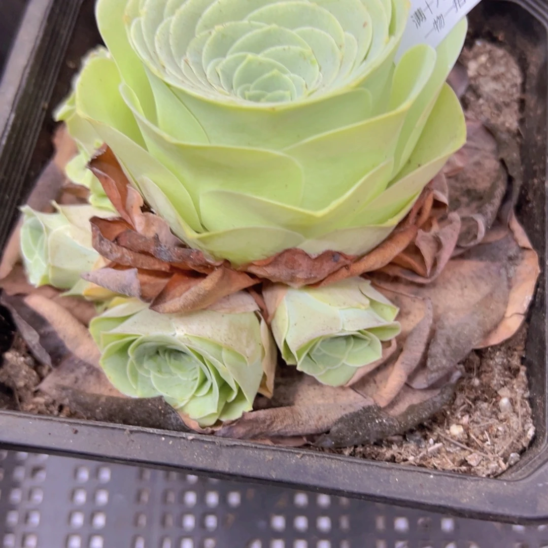 87脱土侧牙掉了不包损无售后
