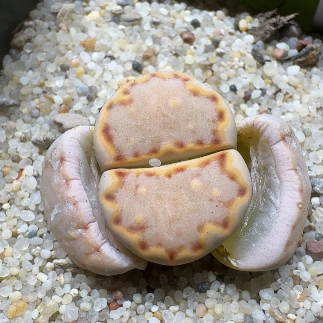 一**莓0303-52饼干编号s'k