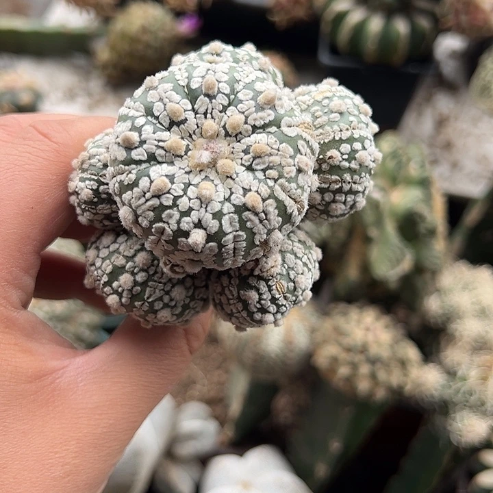 苗接多头超兜仙人球789