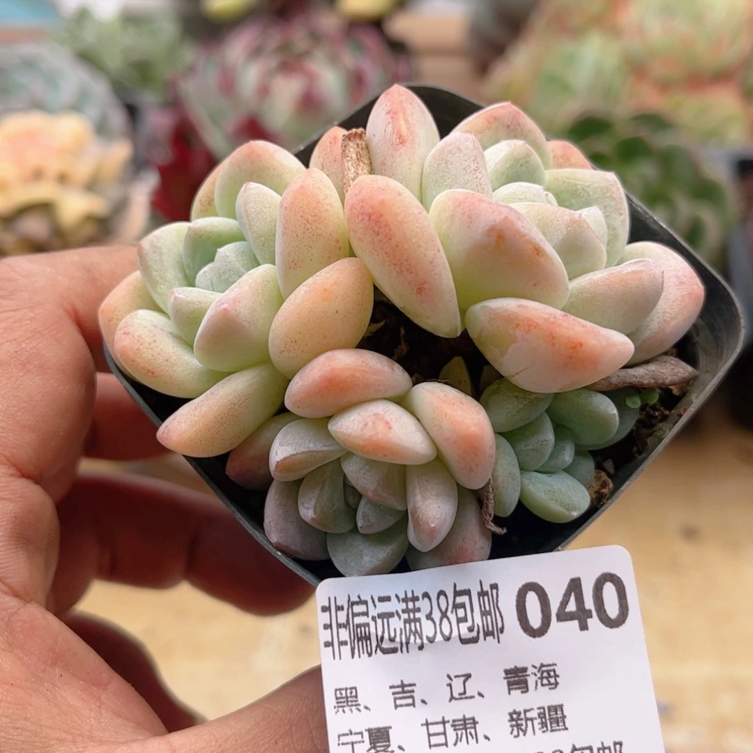 040冰玉德华多肉