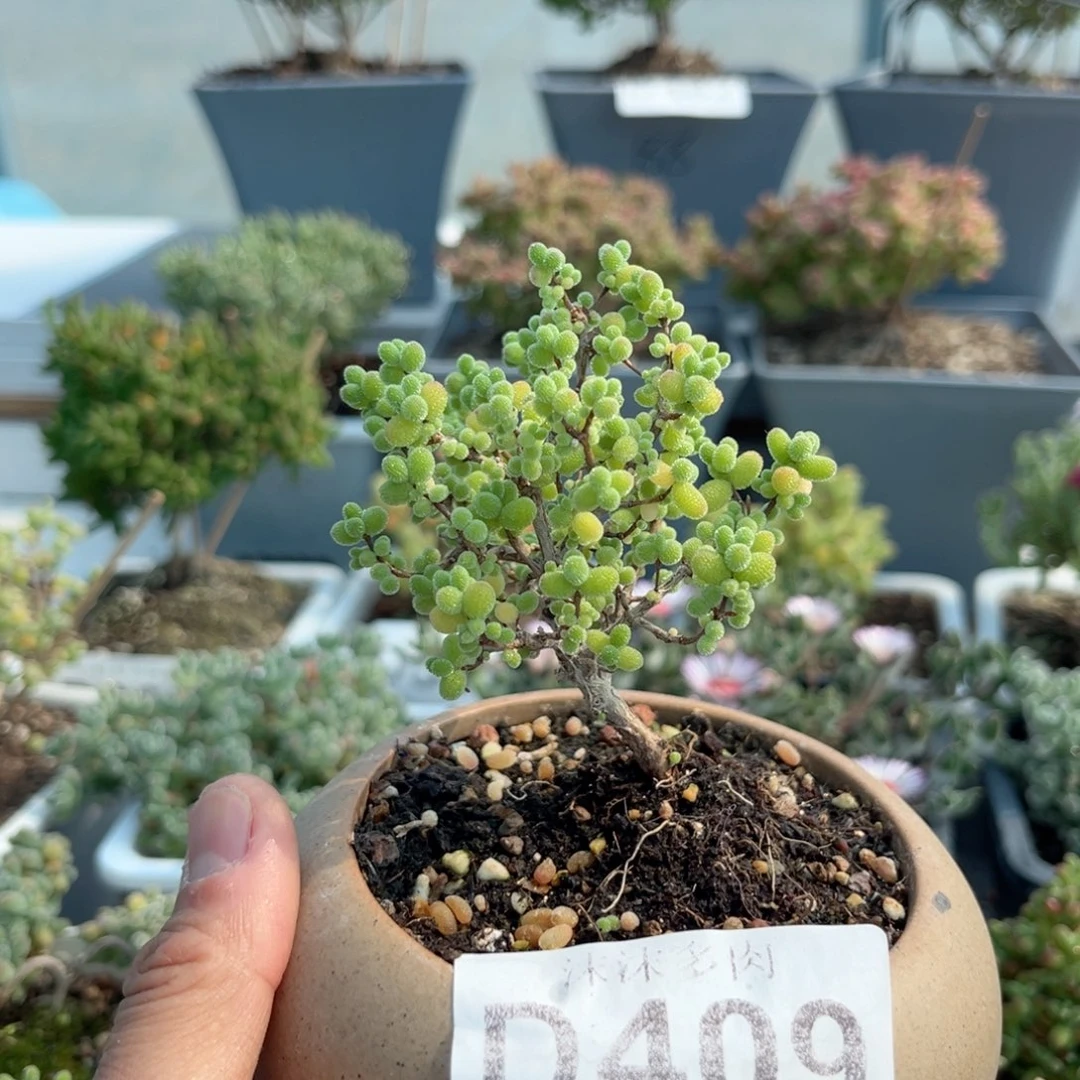 409蜜橘糖球带盆