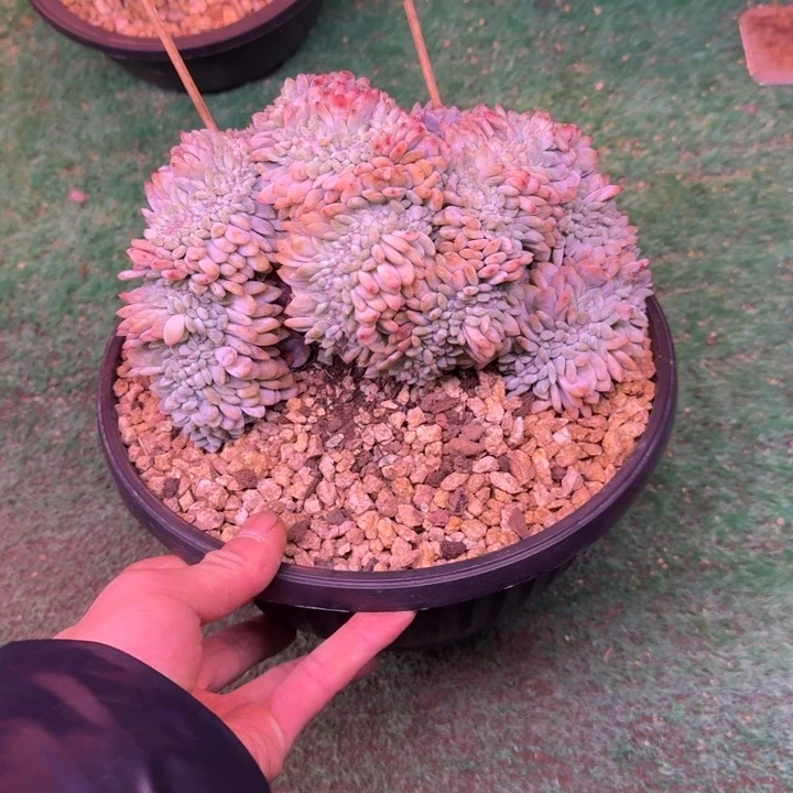 星影树缀无砍多肉