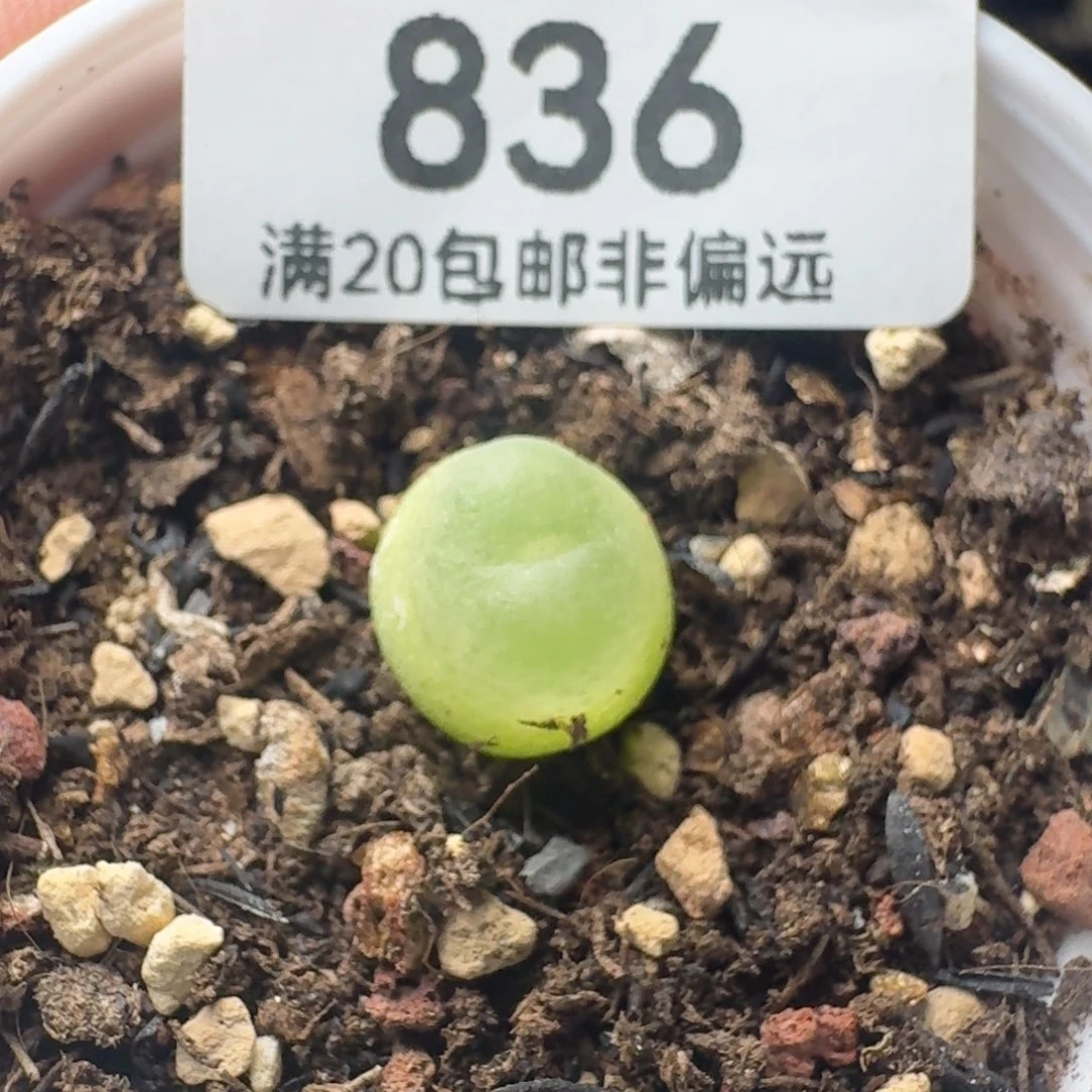 1.0带盆土1200。