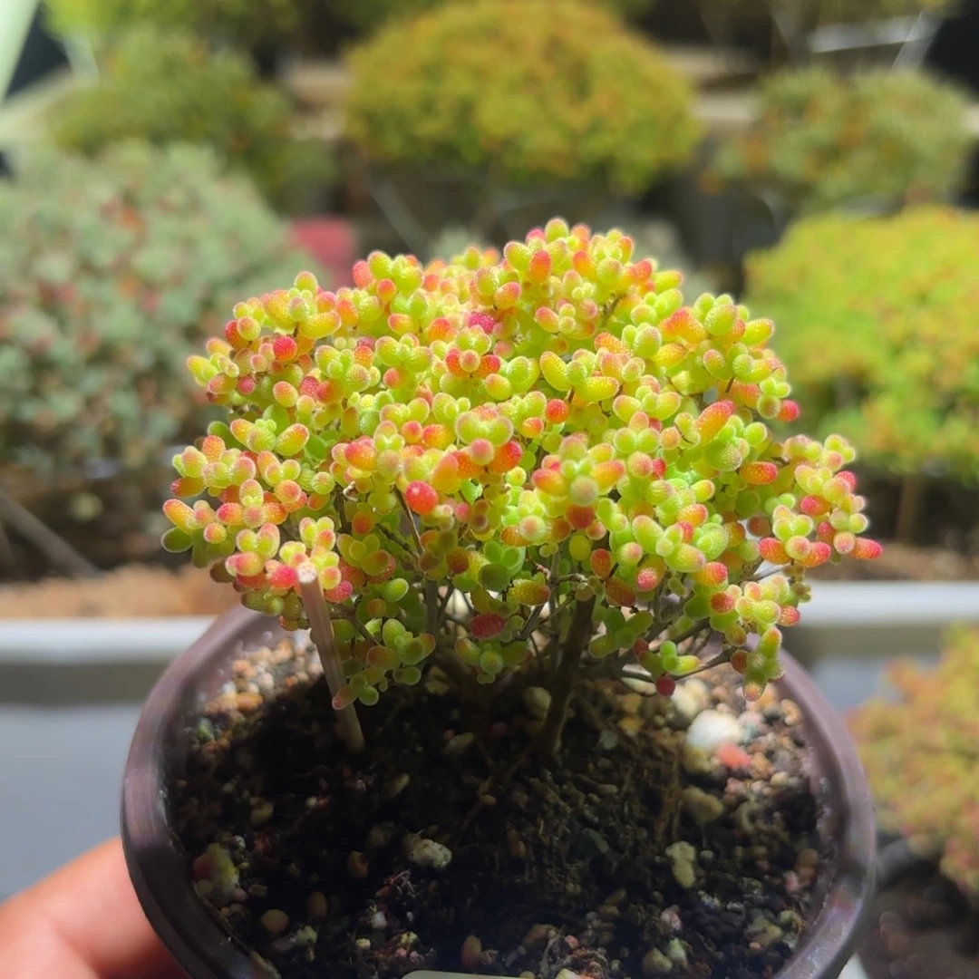 枝干番杏密橘糖球136