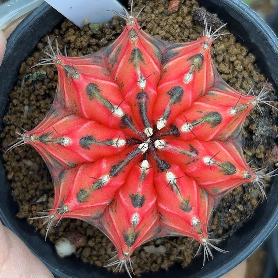 573 泰系米哈锦。带盆土发货