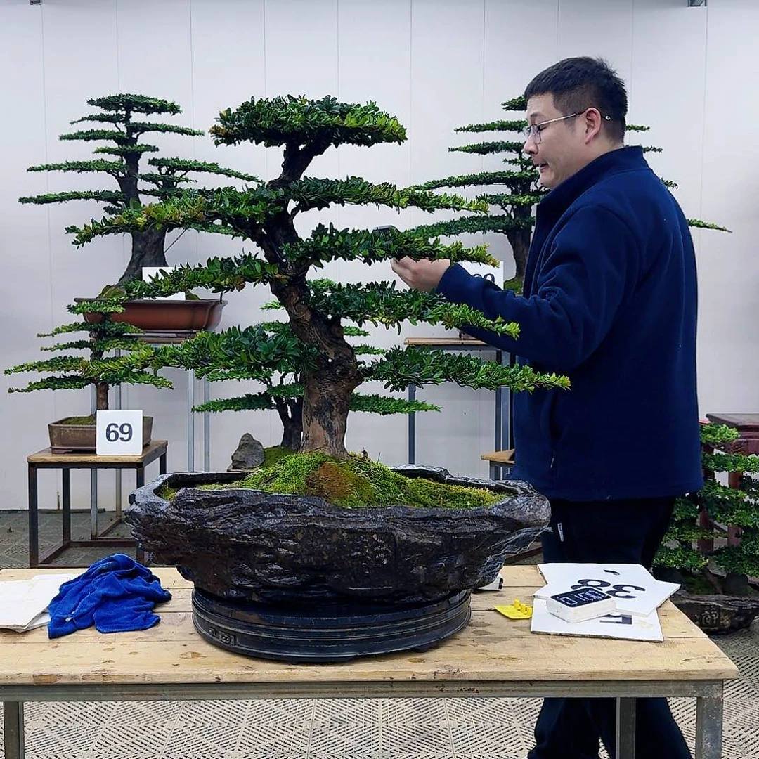 盆景罗汉松造型盆景