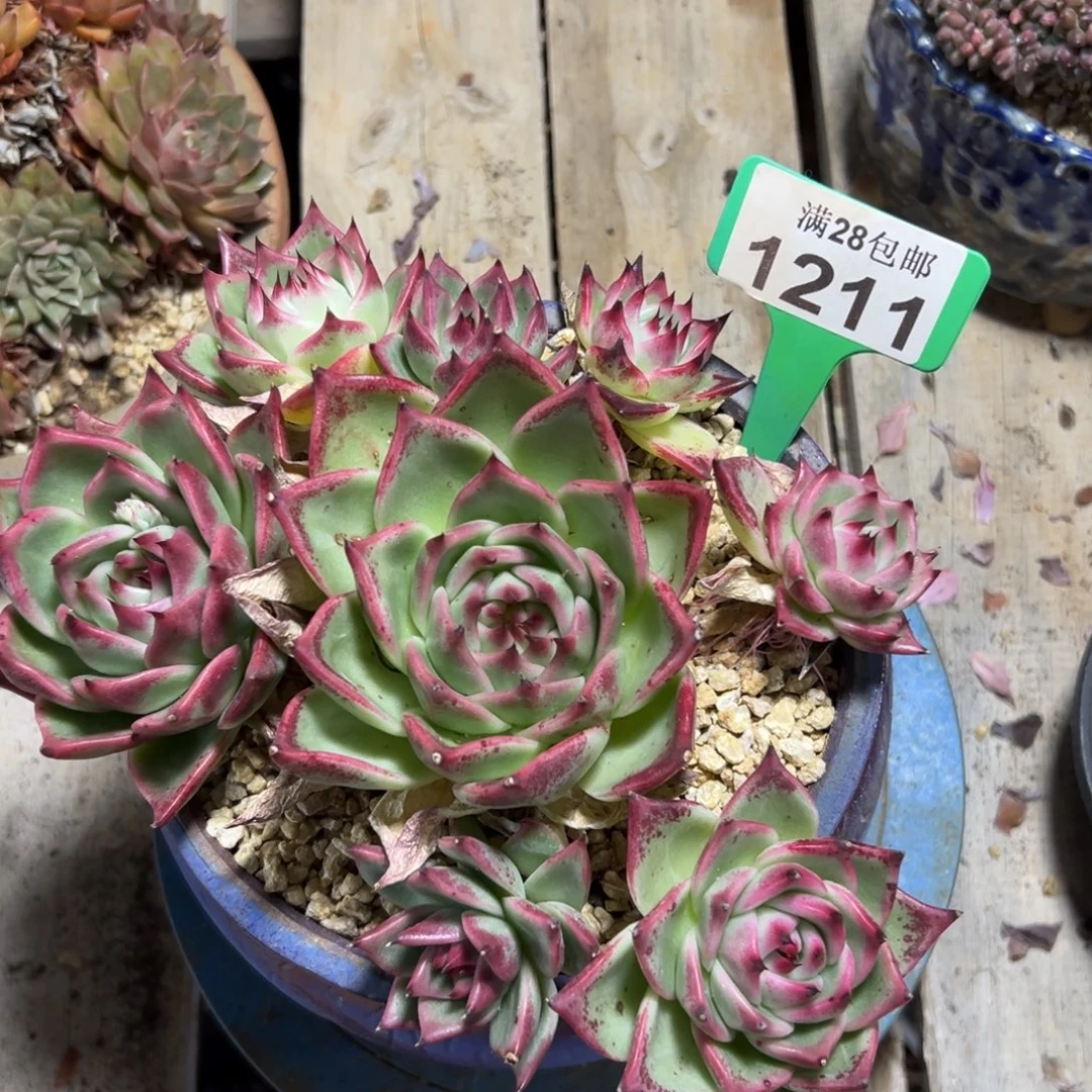 1211蓝龙，冠服22公分