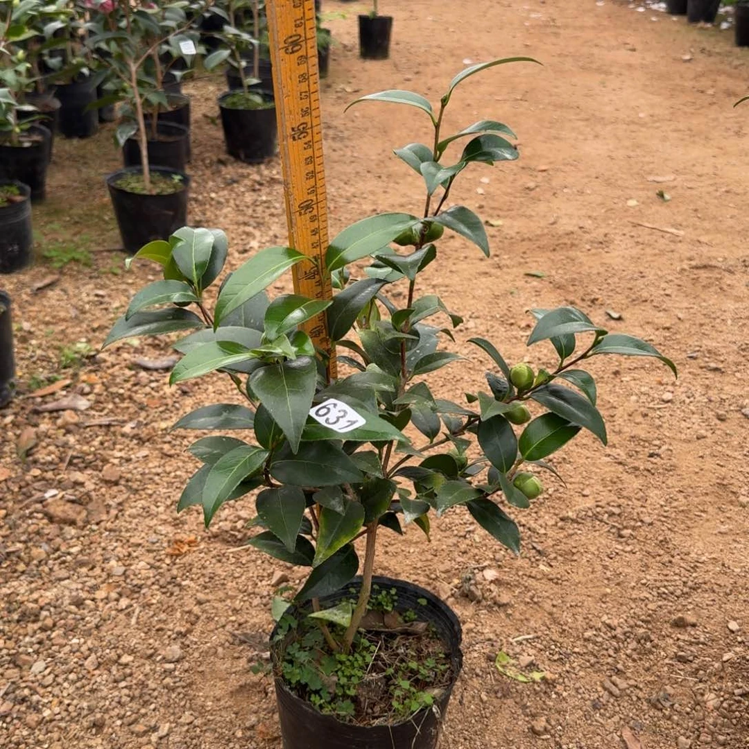 少量花朵（建议范围：2朵-5朵 或40%以下）631志愿者