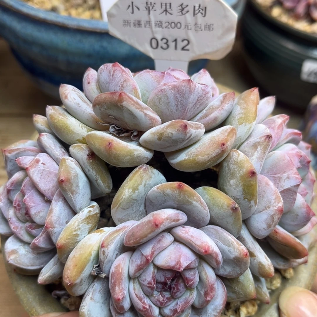 绿底紫心312/12cm4头