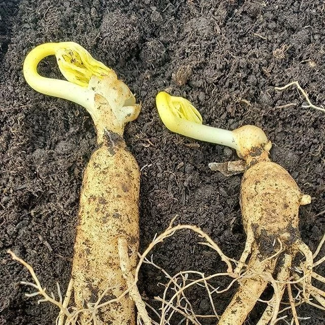 长白山鲜苗带芽孢带土种植可煲汤滋补养生易活盆栽