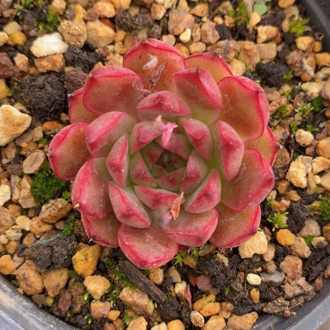 六一儿童节开炸一物一拍精品多肉_
