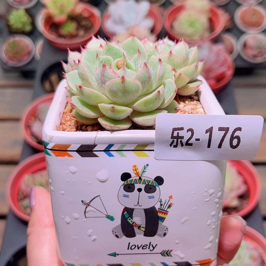 乐然2-176 苯巴蒂斯 含盆脱土