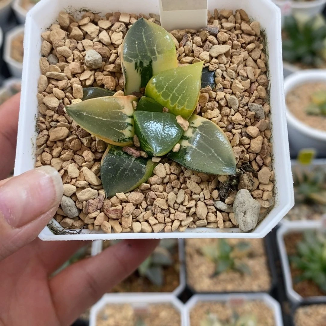 完全开放314龙禧克锦