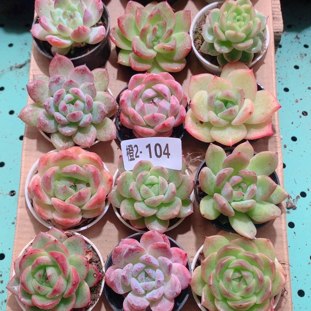 2-104一物一拍多肉带盆18颗