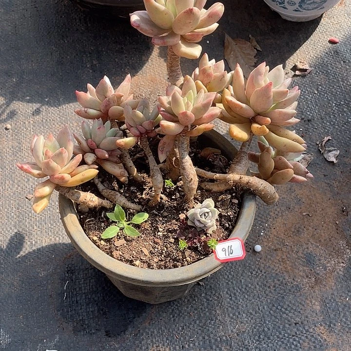 916桃花源 一物一拍多肉