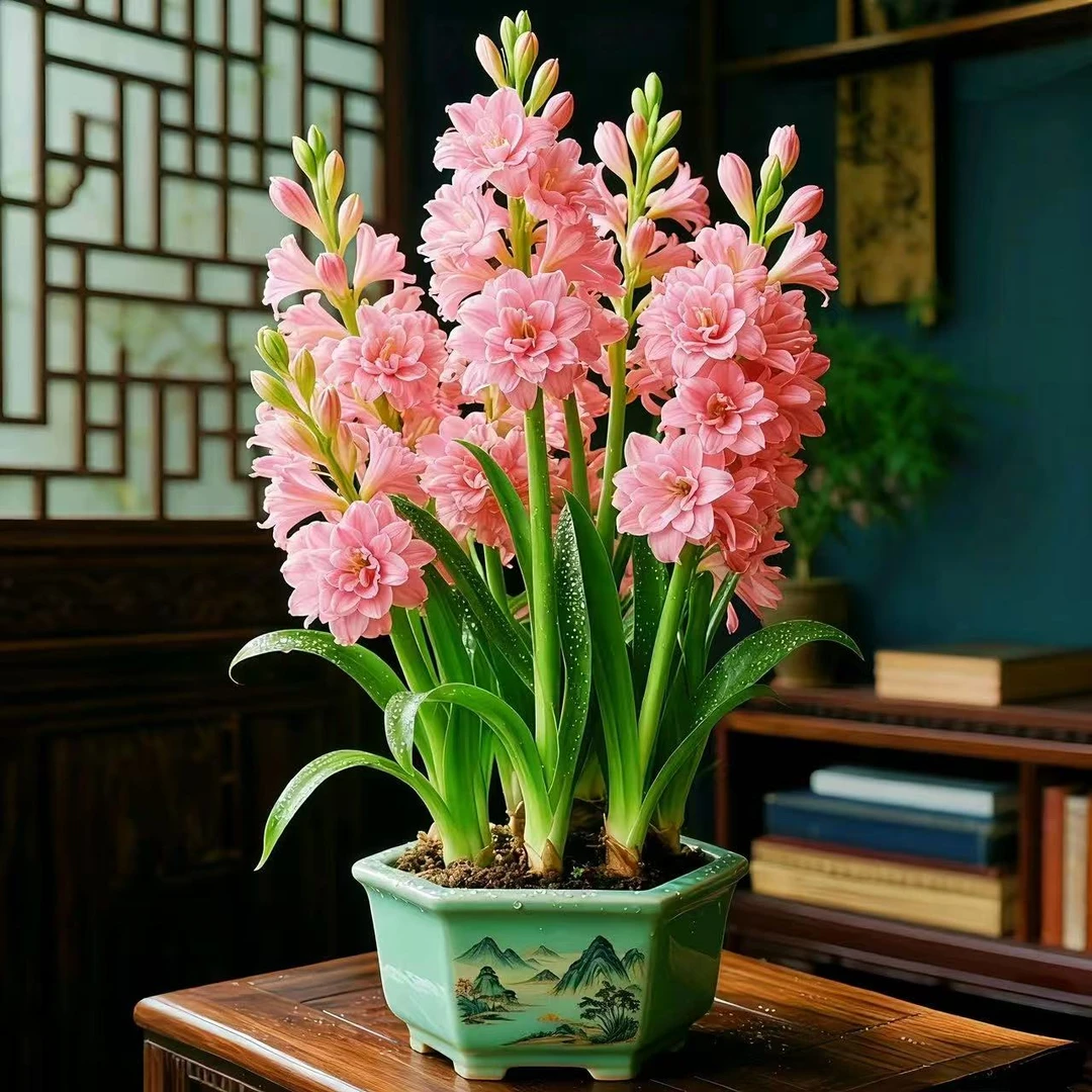 五色重瓣浓水培土培香晚香玉四季开花当年开花盆栽阳台花卉绿植