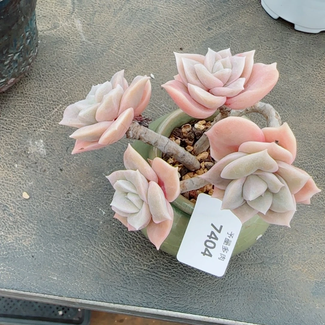 可爱玫瑰，7404多肉植物