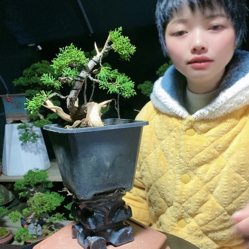 【闪购商品】少量花朵（建议范围：2朵-5朵 或40%以下）盆景园林