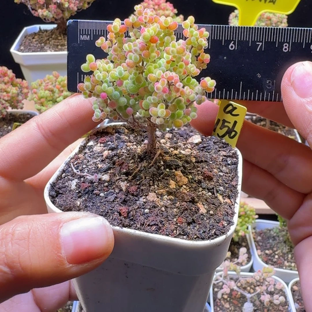 a156号橘子糖冠服5厘米左右